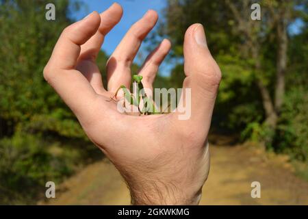 Grüner Mantis Religiosa an der Hand in der Natur. Stockfoto