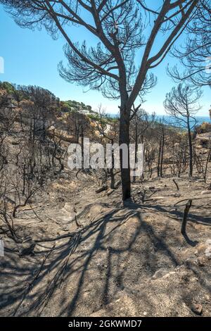 WALDBRÄNDE SCHÄDEN FONT SANT LLORENC WOHNSIEDLUNG LLORET DE MAR COSTA BRAVA GERONA SPANIEN Stockfoto