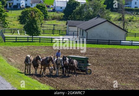 RONKS, VEREINIGTE STAATEN - 13. Aug 2021: Ein Amish Farmer pflügt Feld nach der Maisernte mit 6 Pferden ziehen landwirtschaftliche Ausrüstung mit einem Gasmotor Stockfoto