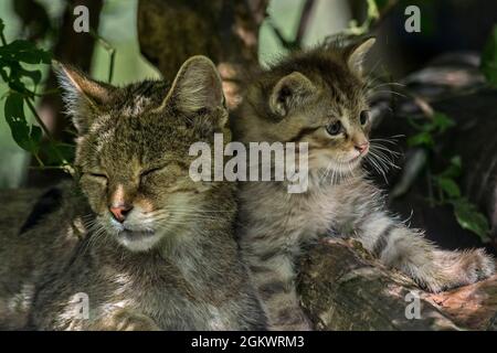 Europäische Wildkatze / Wildkatze (Felis silvestris silvestris) Weibchen mit Kätzchen, die im Unterholz im Wald ruhen Stockfoto