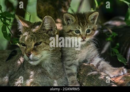 Europäische Wildkatze / Wildkatze (Felis silvestris silvestris) Weibchen mit Kätzchen, die im Unterholz im Wald ruhen Stockfoto