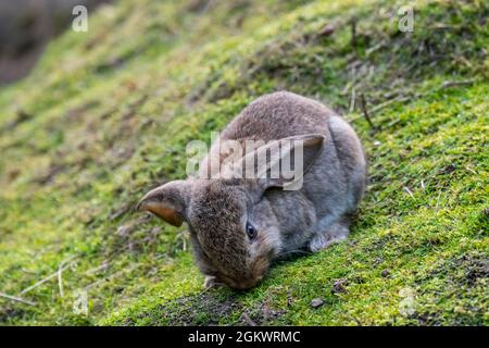 Meissner lop, deutsche Rasse von Hauskaninchen mit hängenden Ohren grasen Stockfoto