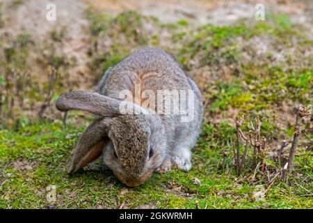 Meissner lop, deutsche Rasse von Hauskaninchen mit hängenden Ohren grasen Stockfoto