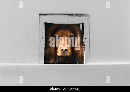 Wieder Im Hundehaus! Stockfoto