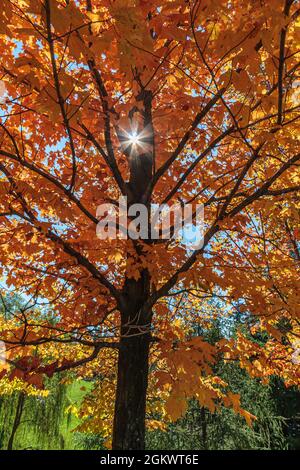 Starlike Sonnenlicht Piercing durch den hellen Herbst Blätter eines Baumes Stockfoto