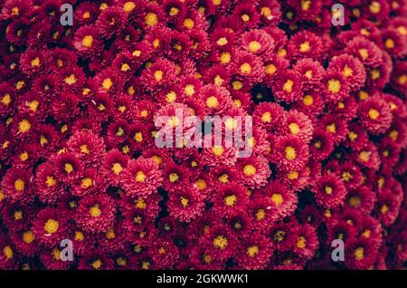 Rote Chrysantheme blüht auf dem Grab während Allerheiligen auf dem Friedhof Stockfoto