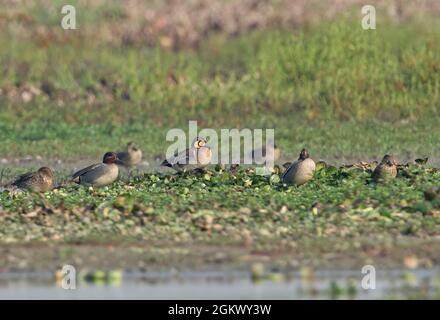 Baikal Teal (Sibirionetta formosa) erwachsenes Männchen, das im Sumpfland steht und mit dem Common Teal (Anas crecca crecca) Dibru-Saikhowa NP, Assam, Indien, brütet Stockfoto