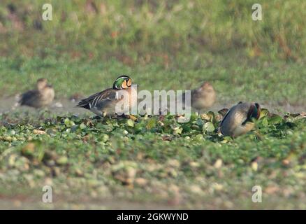 Baikal Teal (Sibirionetta formosa) erwachsenes Männchen, das im Sumpfland steht und mit dem Common Teal (Anas crecca crecca) Dibru-Saikhowa NP, Assam, Indien, brütet Stockfoto