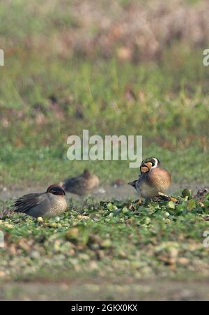 Baikal Teal (Sibirionetta formosa) erwachsenes Männchen, das im Sumpfland steht und mit dem Common Teal (Anas crecca crecca) Dibru-Saikhowa NP, Assam, Indien, brütet Stockfoto