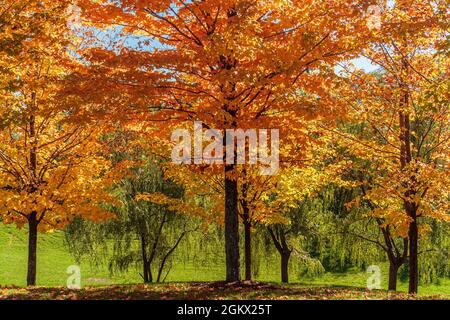 Farbenfrohe Blätter eines öffentlichen Parks in Toronto während der Herbstsaison Stockfoto