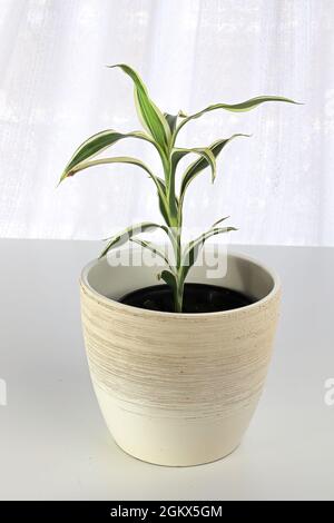 Nahaufnahme einer Ribbon Spider Plant auf einem weißen Tisch Stockfoto