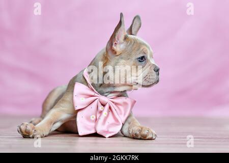 Französisch Bulldog Hund Welpen mit schönen gesunden langen Nase trägt Halsband vor rosa Hintergrund Stockfoto