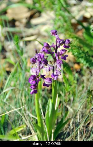 Grünflügelorchidee, kleines Knabenkraut, Anacamptis morio, agárkosbor, Europa Stockfoto