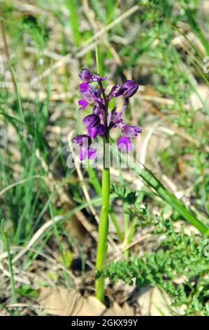 Grünflügelorchidee, kleines Knabenkraut, Anacamptis morio, agárkosbor, Europa Stockfoto