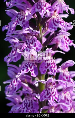 Gemeine gefleckte Orchidee, Fuchs’ Knabenkraut, Dactylorhiza fuchsii, erdei ujjaskosbor, Europa Stockfoto