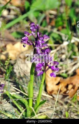 Grünflügelorchidee, kleines Knabenkraut, Anacamptis morio, agárkosbor, Europa Stockfoto