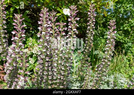 Seetauchpalme (Acanthus mollis) blüht Stockfoto