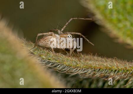 Gestreifte Luchs-Spinne der Gattung Oxyopes Stockfoto