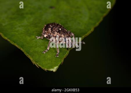 Adulter Breitnasen-Weevil des Stammes Eudiagogini Stockfoto