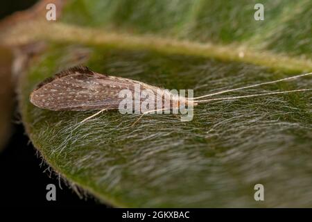 Katdischfliegeninsekt des Ordens Trichoptera Stockfoto