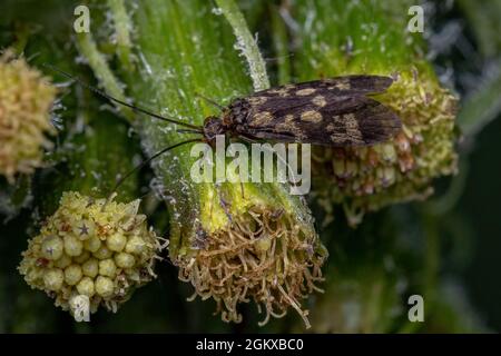 Katdischfliegeninsekt des Ordens Trichoptera Stockfoto