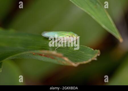 Erwachsener typischer Blatttrichter der Familie Cicadelidae Stockfoto