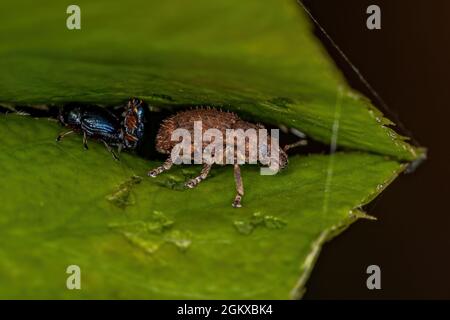 Erwachsene Breitnasen-Weevil-Tribe Eudiagogini Stockfoto