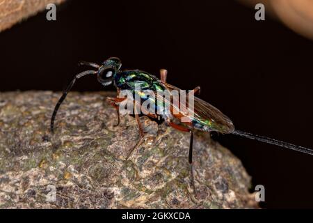 Erwachsene Chalcidoidwasp der Superfamilie Chalcidoidea Stockfoto