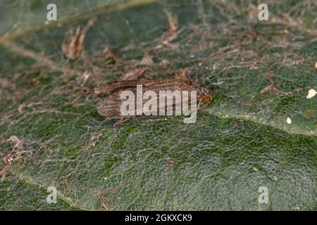 Katdischfliegeninsekt des Ordens Trichoptera Stockfoto