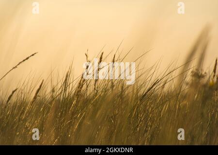 Gras mit Sonnenuntergang Gänselicht Stimmung im Wind. Erleben Sie die Natur am Meer Stockfoto