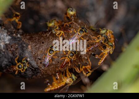 Ausgewachsene Jatai-Bienen der Art Tetragonisca angustula im Makro Anzeigen Stockfoto