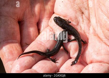 Große Haubenmolchfische (Triturus cristatus) in der Hand, Großbritannien Stockfoto