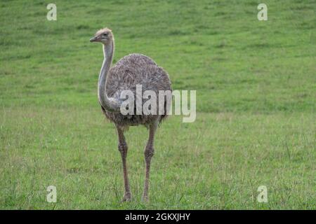 Greater rhea im Naturpark Cabarceno, Spanien Stockfoto