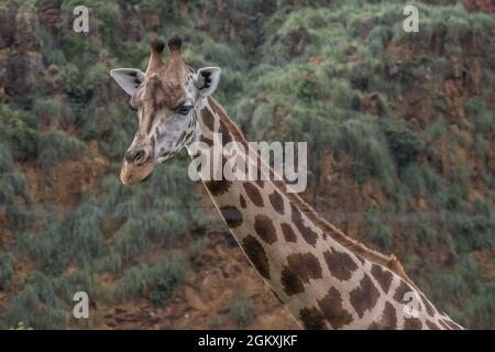 Porträt einer Giraffe im Naturpark Cabarceno, Spanien Stockfoto