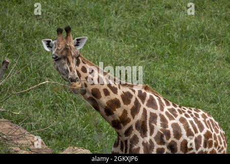 Porträt einer Giraffe im Naturpark Cabarceno, Spanien Stockfoto