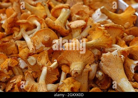 Schließen Sie gelbes essbare Pilze Pfifferlinge (Cantharellus Cibarius) im Einzelhandel, Display, hohe Betrachtungswinkel Stockfoto