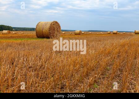 Auf dem Feld liegen runde Strohballen. Stockfoto