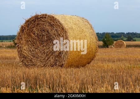 Strohballen aus nächster Nähe auf dem Feld. Stockfoto