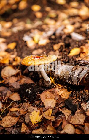 Stehend Pilz allein in einer Lichtung zwischen orange gefallenen Blättern Stockfoto