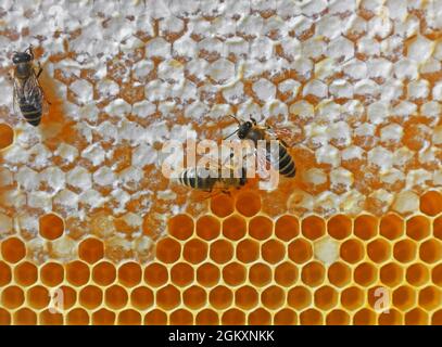 Nahaufnahme mehrerer Arbeiter-Honigbienen auf frischem goldenem Wabenhintergrund, Vollformat-Wabenmuster Stockfoto