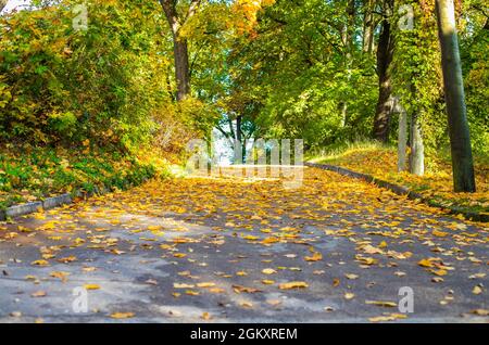 Eine Straße in den Park der gelben und orangen Ahornblätter Stockfoto