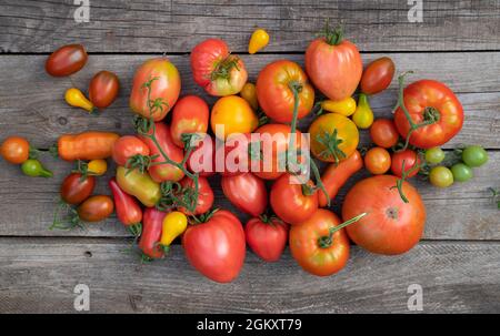 Helle, mehrfarbige Tomaten in verschiedenen Größen auf einem holzgrauen Hintergrund. Werbung, Banner. Stockfoto