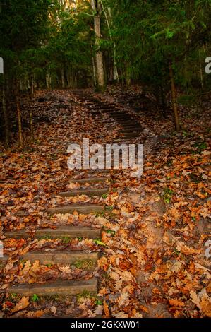 Eine alte hölzerne schmale Treppe im Wald Stockfoto