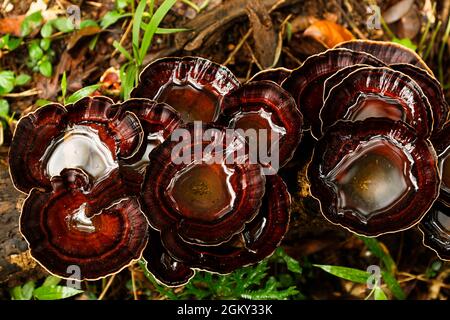 Trichterförmige exotische Pilze wachsen auf einem Ast, der auf dem Boden liegt und mit Wasser gefüllt ist. Stockfoto