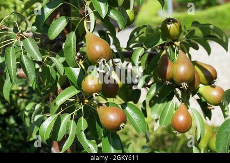 Birnen Früchte auf dem Baum mit Blättern. Birne Sorte wird als Comice. Stockfoto