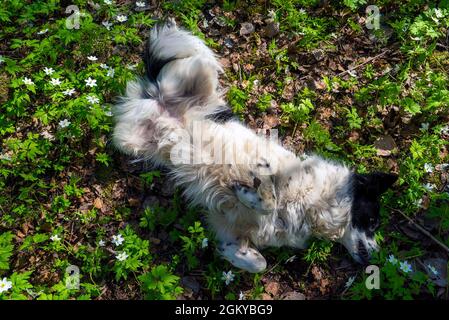 Ein schwarz-weißer Hund liegt in Blumen auf einer Wiese, auf dem Rücken gedreht Stockfoto