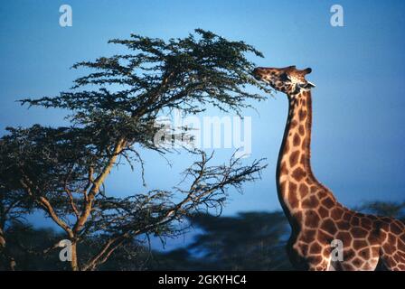 Afrika. Kenia. Lake Nakuru National Park. Giraffe erreicht die Vegetation, zu der andere Tiere nicht gelangen können. Stockfoto