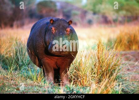 Kenia. Wildtiere. Nilpferd. Maasai Mara National Reserve. Stockfoto