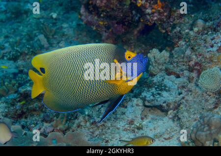 Blueface Angelfish, Pomacanthus xanthometopon, auf den Misool-Inseln, Indonesien. Tiefe: 17,5 m. Stockfoto