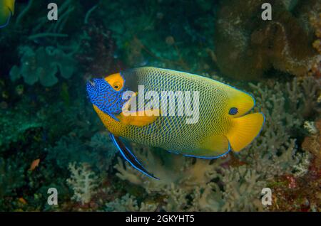 Blueface Angelfish, Pomacanthus xanthometopon, in der Dampier Strait, Indonesien. Tiefe: 17,1 m. Stockfoto